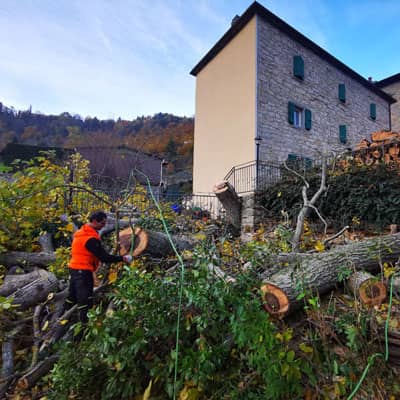 gestione abbattimento albero controllato