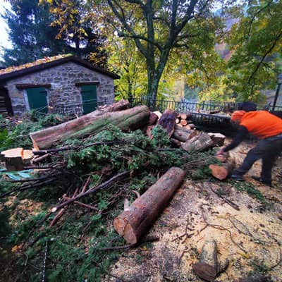 smaltimento cipresso dopo abbattimento