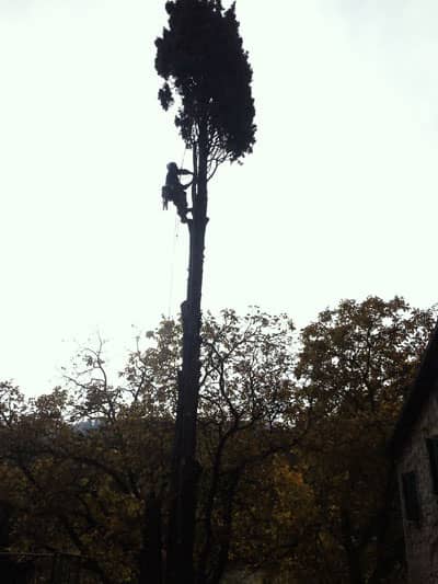 treeclimbing per abbattimento di un cipresso