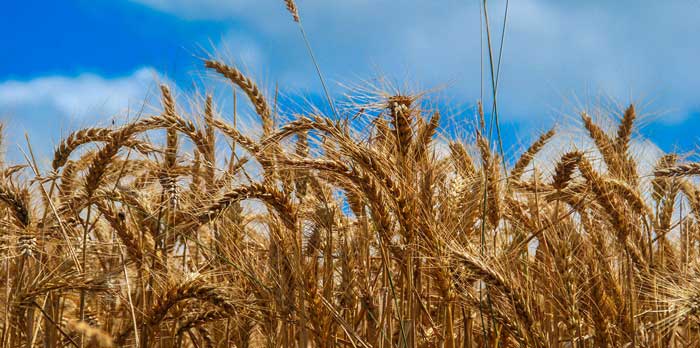 Cereali e foraggio biologici a Loiano