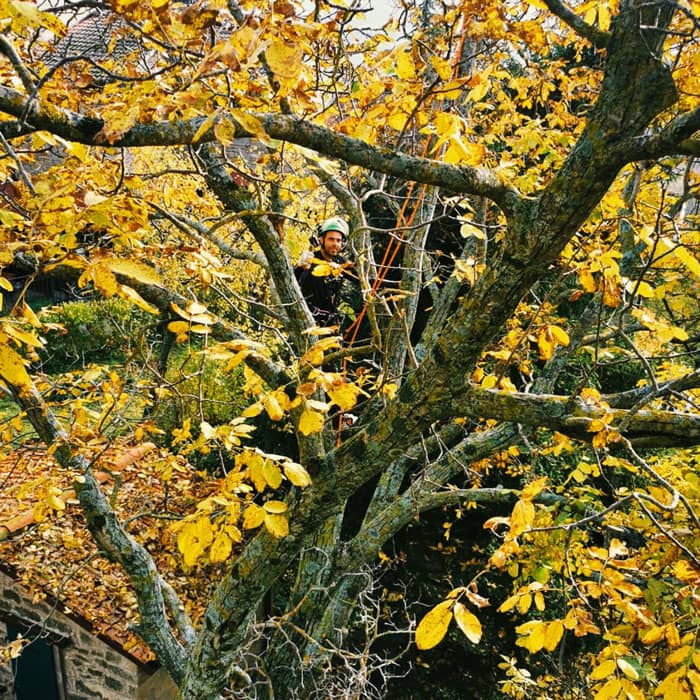 intervento in treeclimbing su albero ad alto fusto