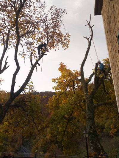 treeclimbing per abbattimento alberi alto fusto