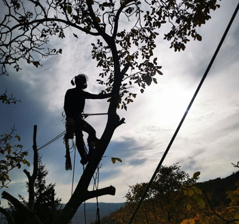 potatura alberi, abbattimento alberi in treeclimbing